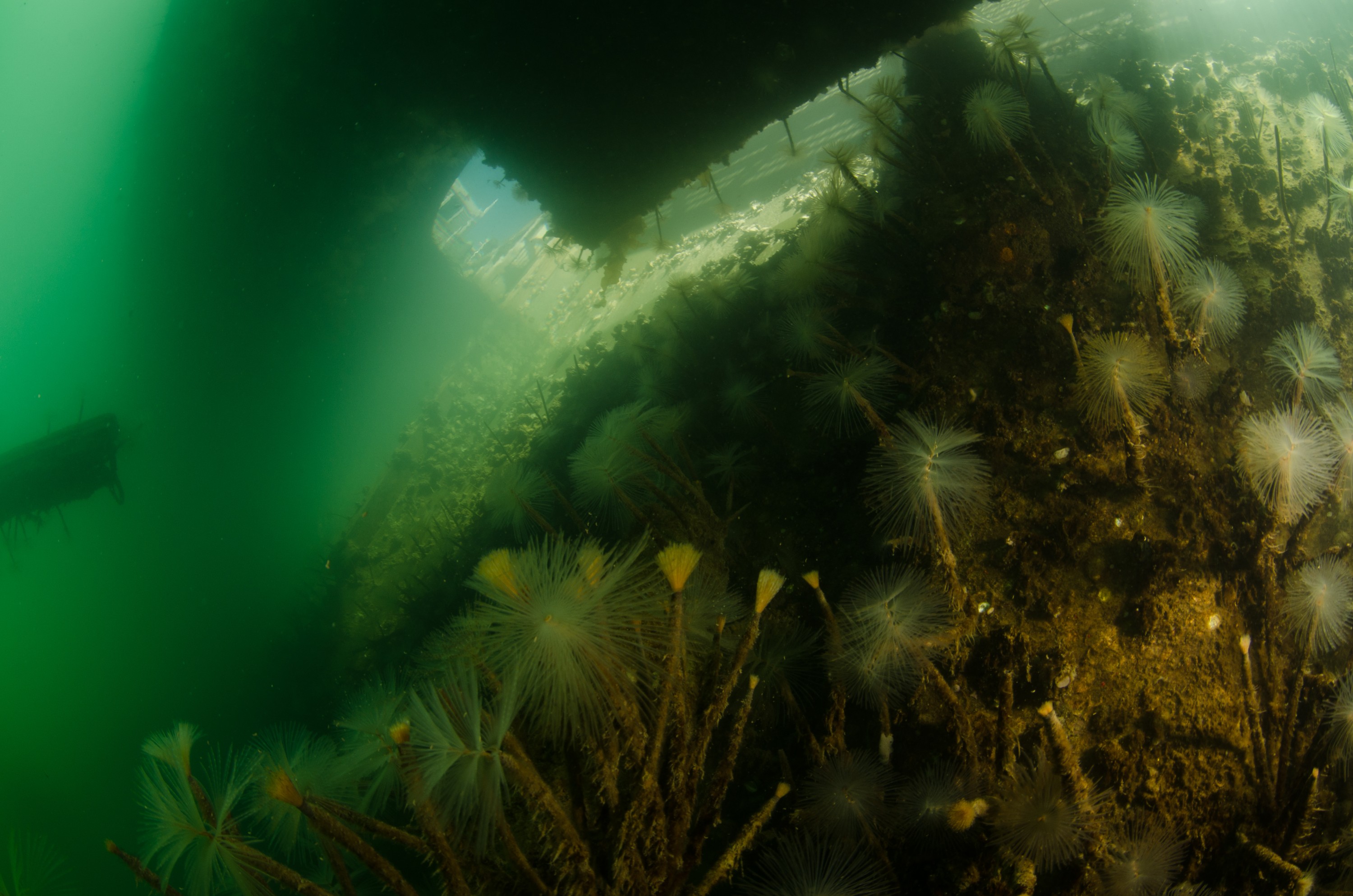 DSC_3089 – Mediterranean, fanworm, Sabella, spallanzanii, marine, pest, Auckland, underwater, crispin, nz, new, zealand, new zealand, fan, worm, marine, pest, invasive, Biosecurity